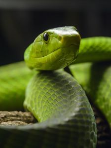 Preview wallpaper snake, glance, reptile, green