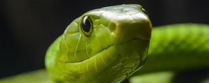 Preview wallpaper snake, glance, reptile, green