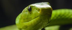 Preview wallpaper snake, glance, reptile, green