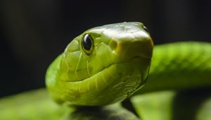 Preview wallpaper snake, glance, reptile, green