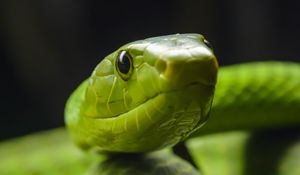Preview wallpaper snake, glance, reptile, green