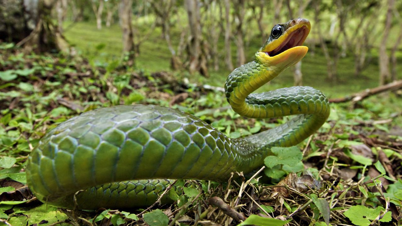 Wallpaper snake, grass, leaves, anger, poison