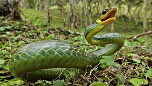 Preview wallpaper snake, grass, leaves, anger, poison