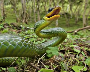 Preview wallpaper snake, grass, leaves, anger, poison