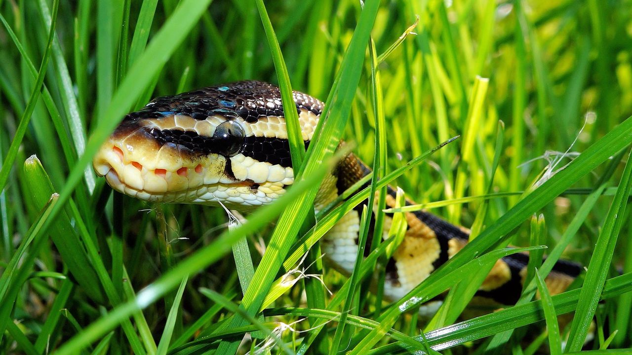 Wallpaper snake, grass, reptile