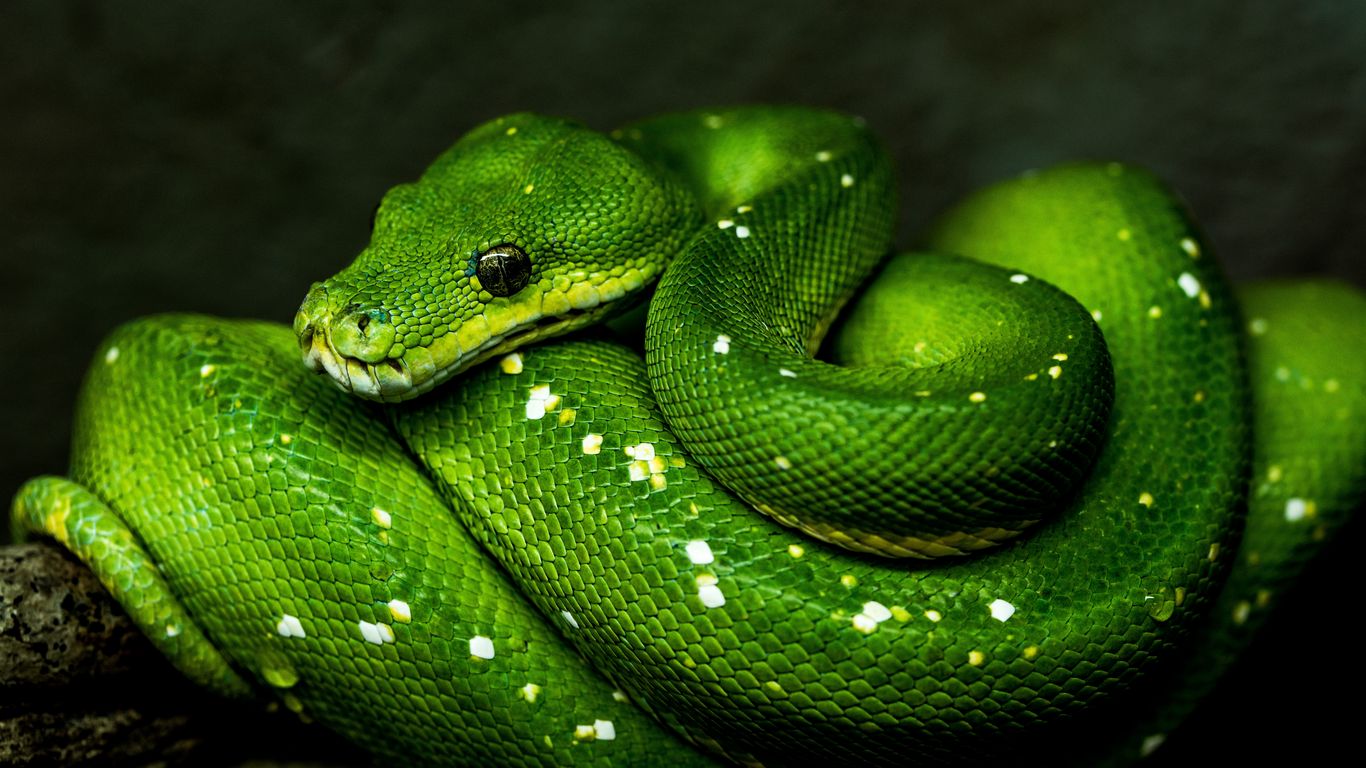 Download wallpaper 1366x768 snake, green, reptile, wildlife tablet