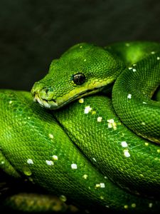 Preview wallpaper snake, green, reptile, wildlife