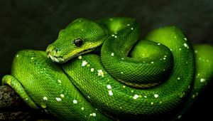 Preview wallpaper snake, green, reptile, wildlife