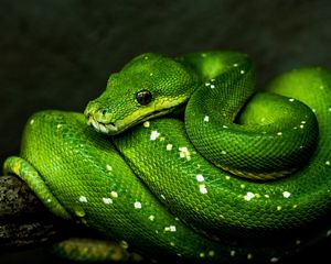 Preview wallpaper snake, green, reptile, wildlife