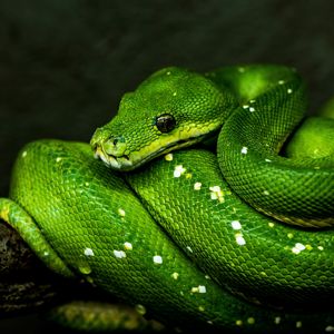 Preview wallpaper snake, green, reptile, wildlife