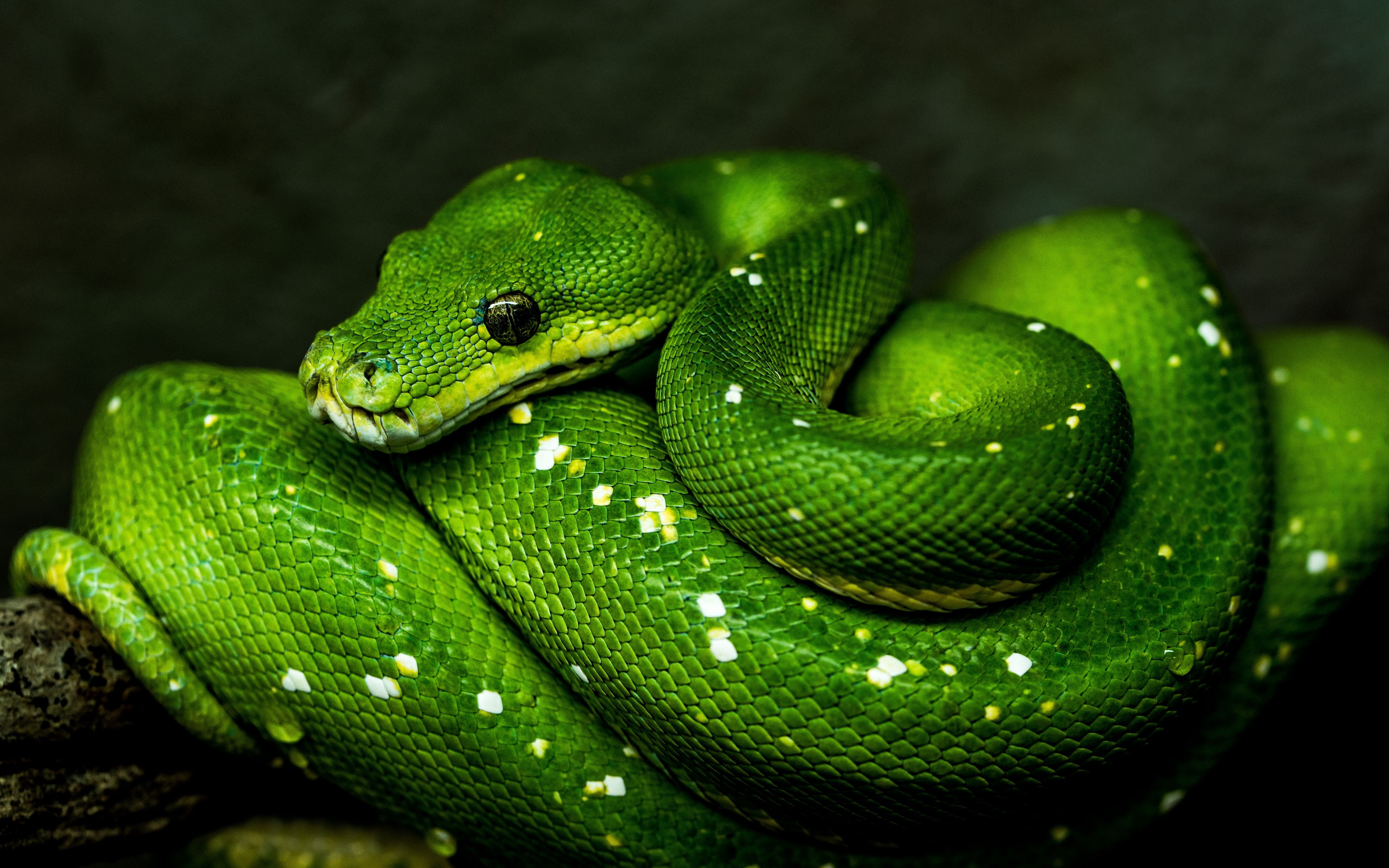 Wallpaper ID: 24262 / snake, reptile, wildlife, 4k free download