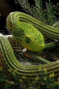Preview wallpaper snake, green, reptile, scales, 3d