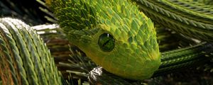 Preview wallpaper snake, green, reptile, scales, 3d