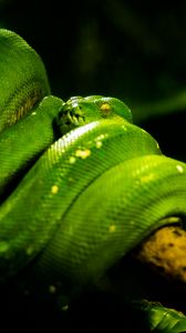 Preview wallpaper snake, green, reptile