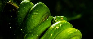 Preview wallpaper snake, green, reptile