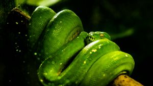 Preview wallpaper snake, green, reptile