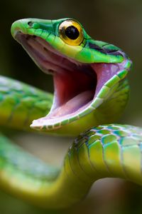 Preview wallpaper snake, green snake, costa rica