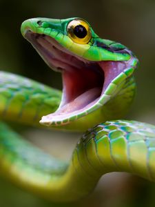 Preview wallpaper snake, green snake, costa rica