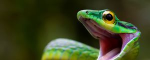 Preview wallpaper snake, green snake, costa rica