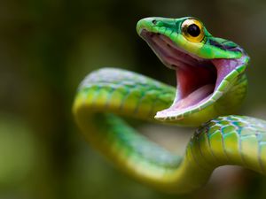 Preview wallpaper snake, green snake, costa rica