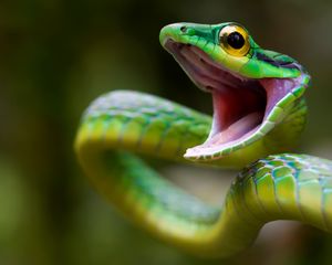 Preview wallpaper snake, green snake, costa rica