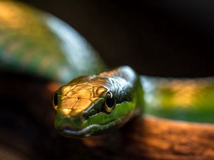 Preview wallpaper snake, head, eye, shadow