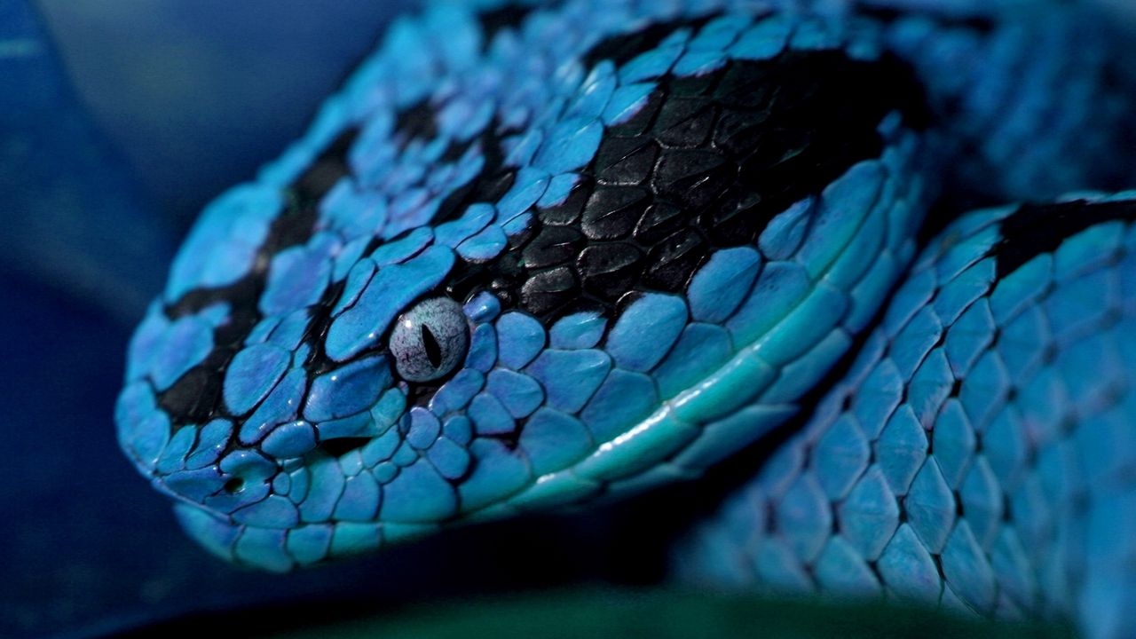 Wallpaper snake, head, eyes, color