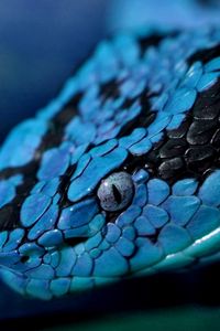 Preview wallpaper snake, head, eyes, color