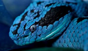 Preview wallpaper snake, head, eyes, color