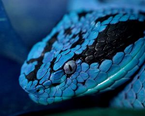 Preview wallpaper snake, head, eyes, color