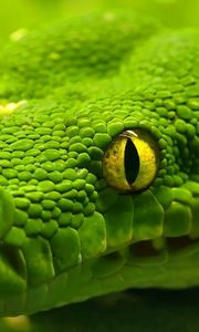 Preview wallpaper snake, head, eyes, color