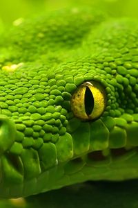 Preview wallpaper snake, head, eyes, color