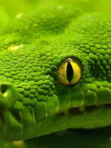 Preview wallpaper snake, head, eyes, color