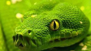 Preview wallpaper snake, head, eyes, color
