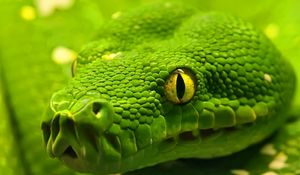 Preview wallpaper snake, head, eyes, color