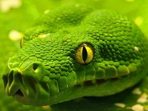 Preview wallpaper snake, head, eyes, color