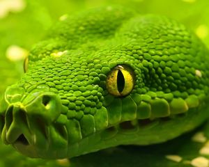 Preview wallpaper snake, head, eyes, color