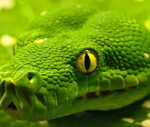 Preview wallpaper snake, head, eyes, color