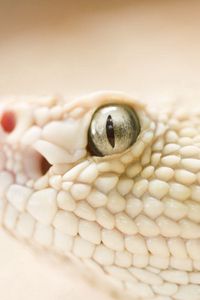 Preview wallpaper snake, head, eyes, skin