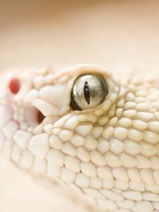 Preview wallpaper snake, head, eyes, skin