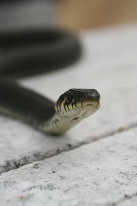 Preview wallpaper snake, head, poison, crawl