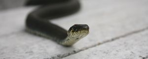 Preview wallpaper snake, head, poison, crawl