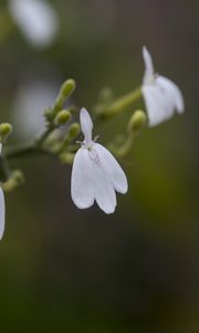 Preview wallpaper snake jasmine, flowers, petals, white