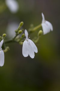 Preview wallpaper snake jasmine, flowers, petals, white