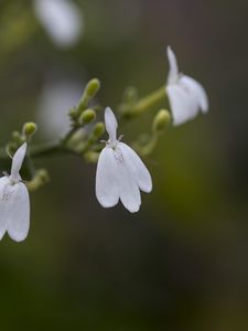 Preview wallpaper snake jasmine, flowers, petals, white