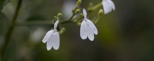 Preview wallpaper snake jasmine, flowers, petals, white