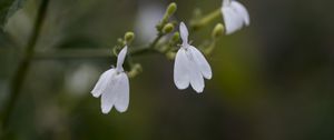 Preview wallpaper snake jasmine, flowers, petals, white