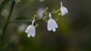 Preview wallpaper snake jasmine, flowers, petals, white