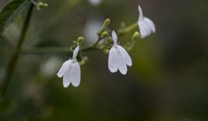 Preview wallpaper snake jasmine, flowers, petals, white