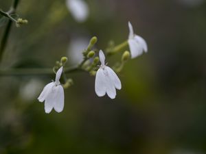 Preview wallpaper snake jasmine, flowers, petals, white